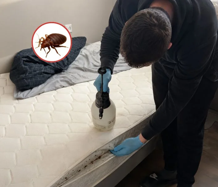 Technicien traitant un matelas contre les punaises de lit à Méré